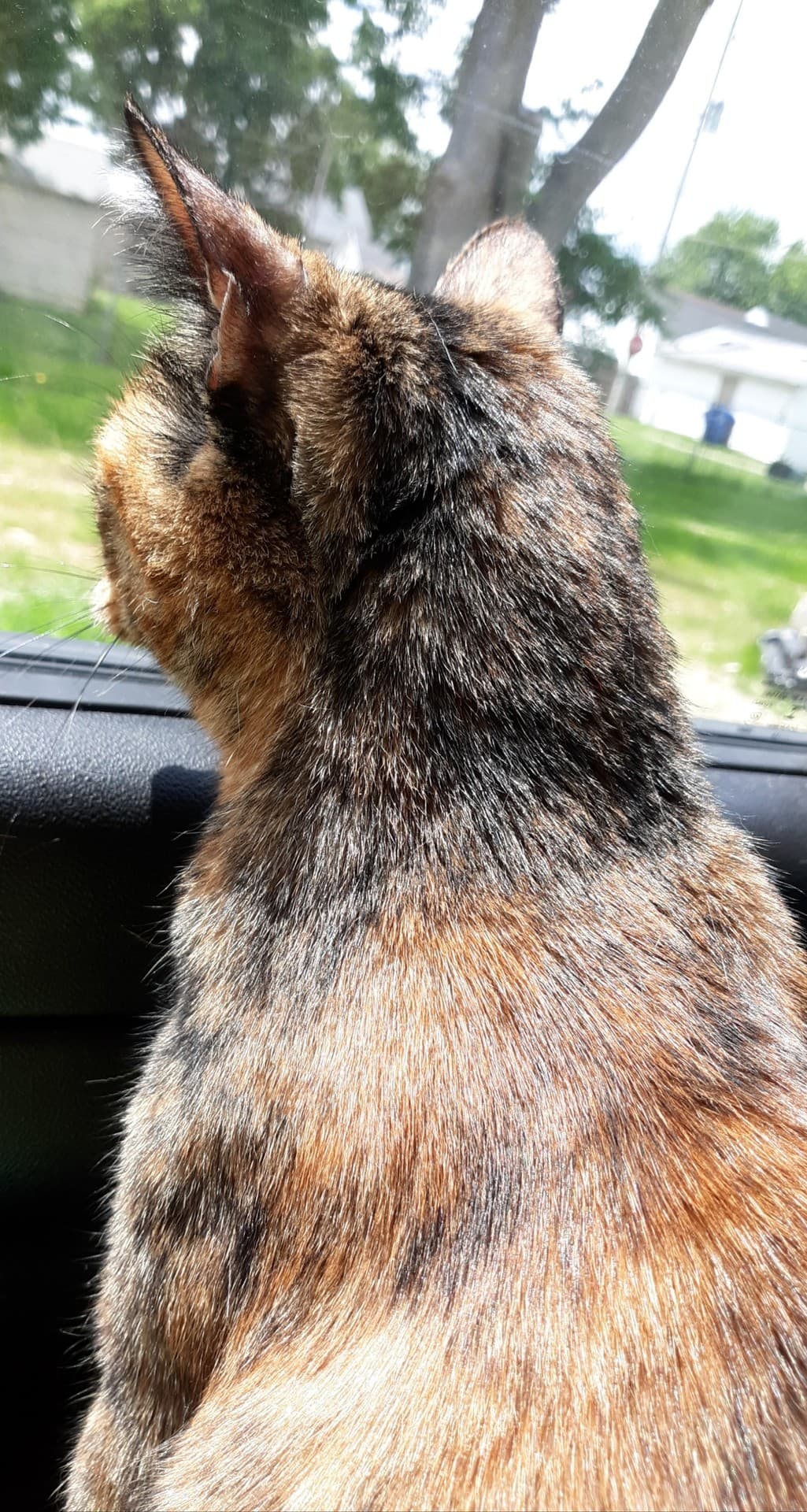 Cat looking out window