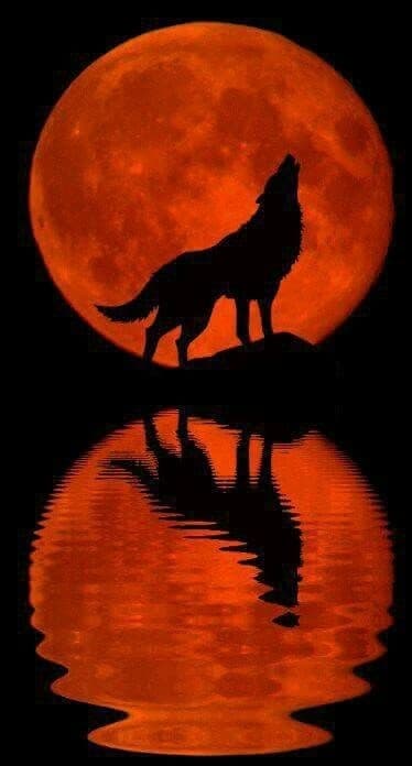 Wolf