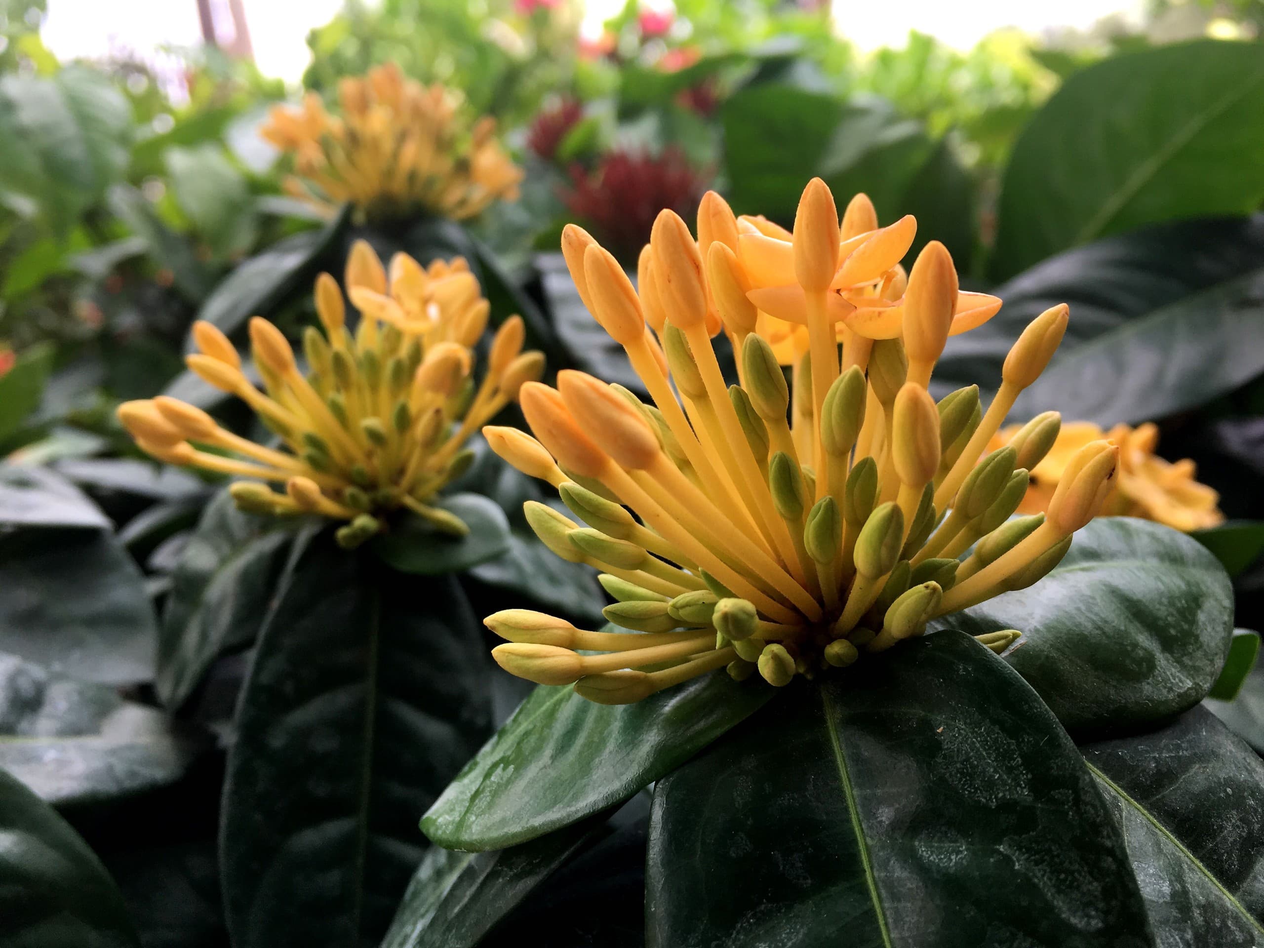 Flowers