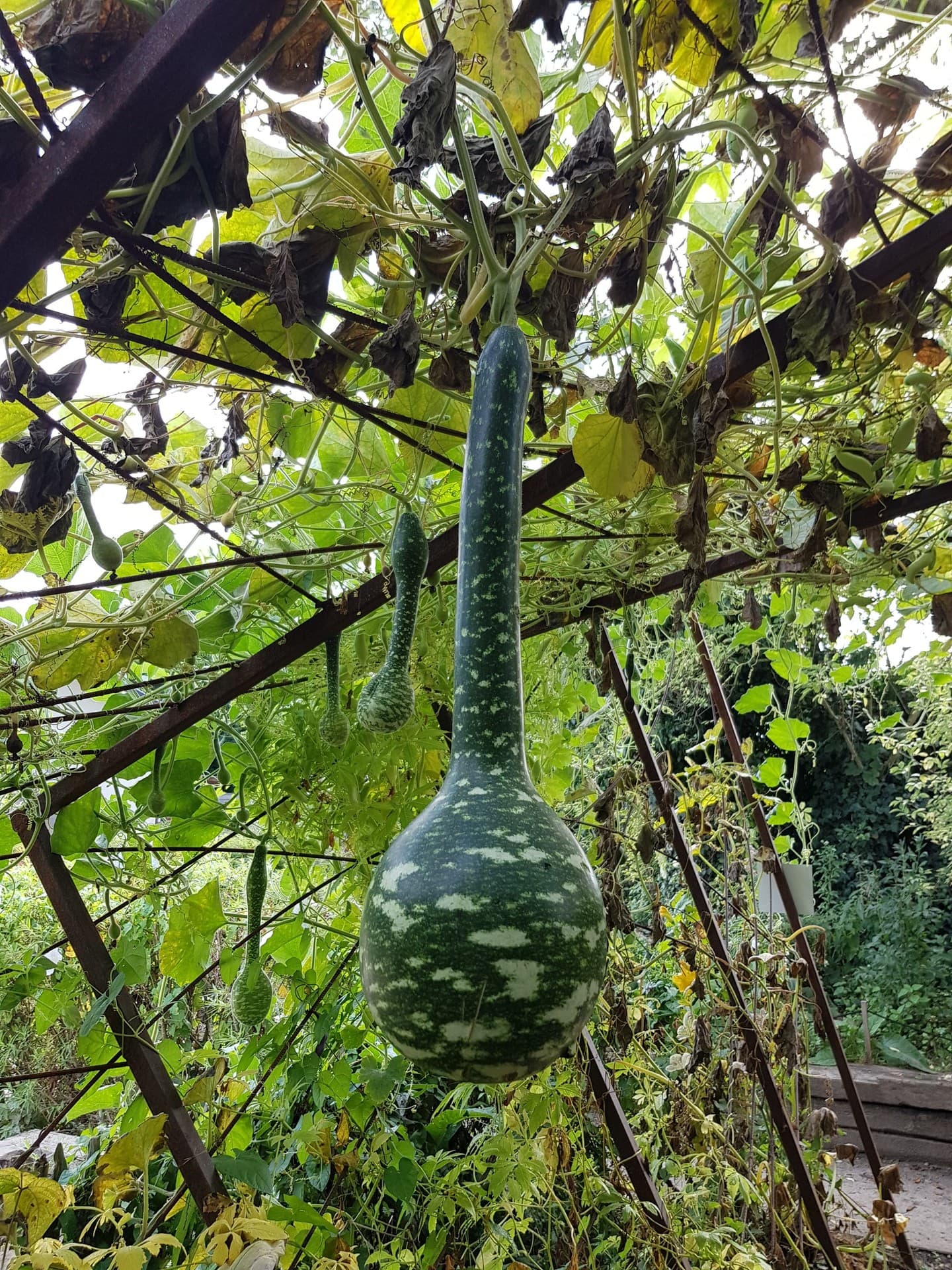 Gourd