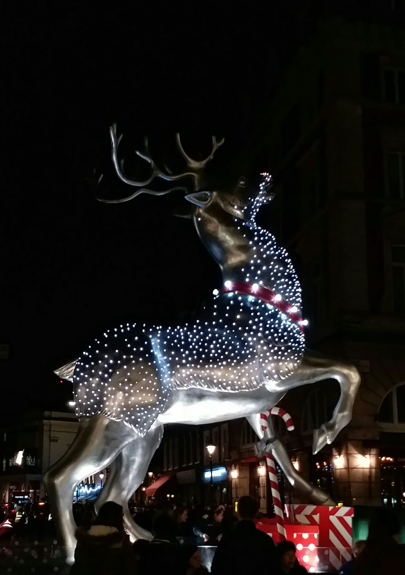 reindeer