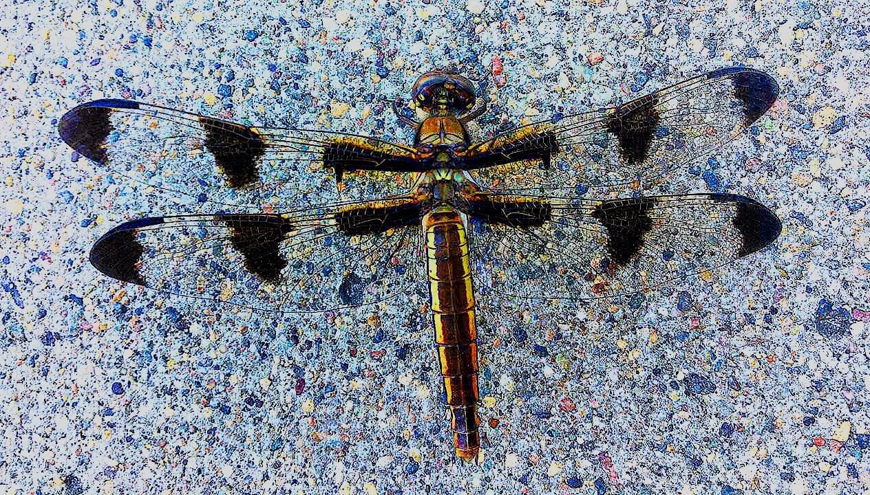 Dragonfly