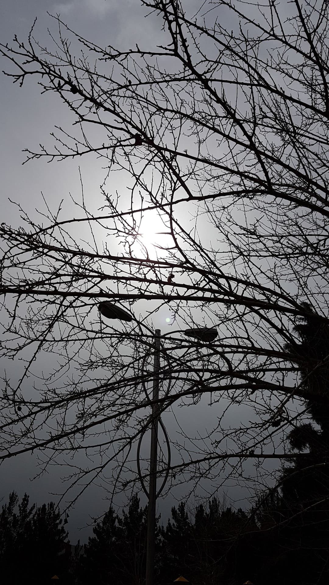 tree