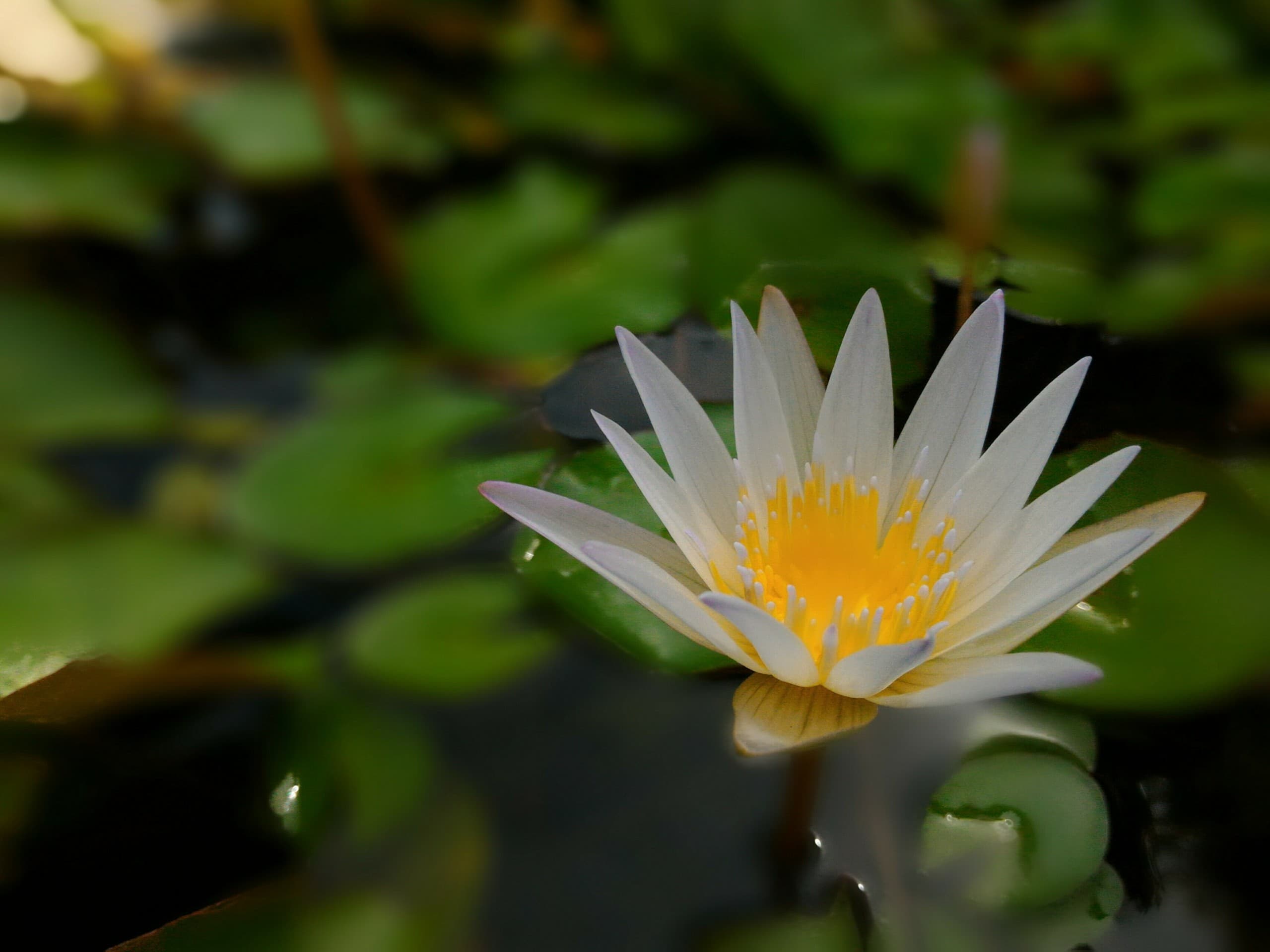 White lotus