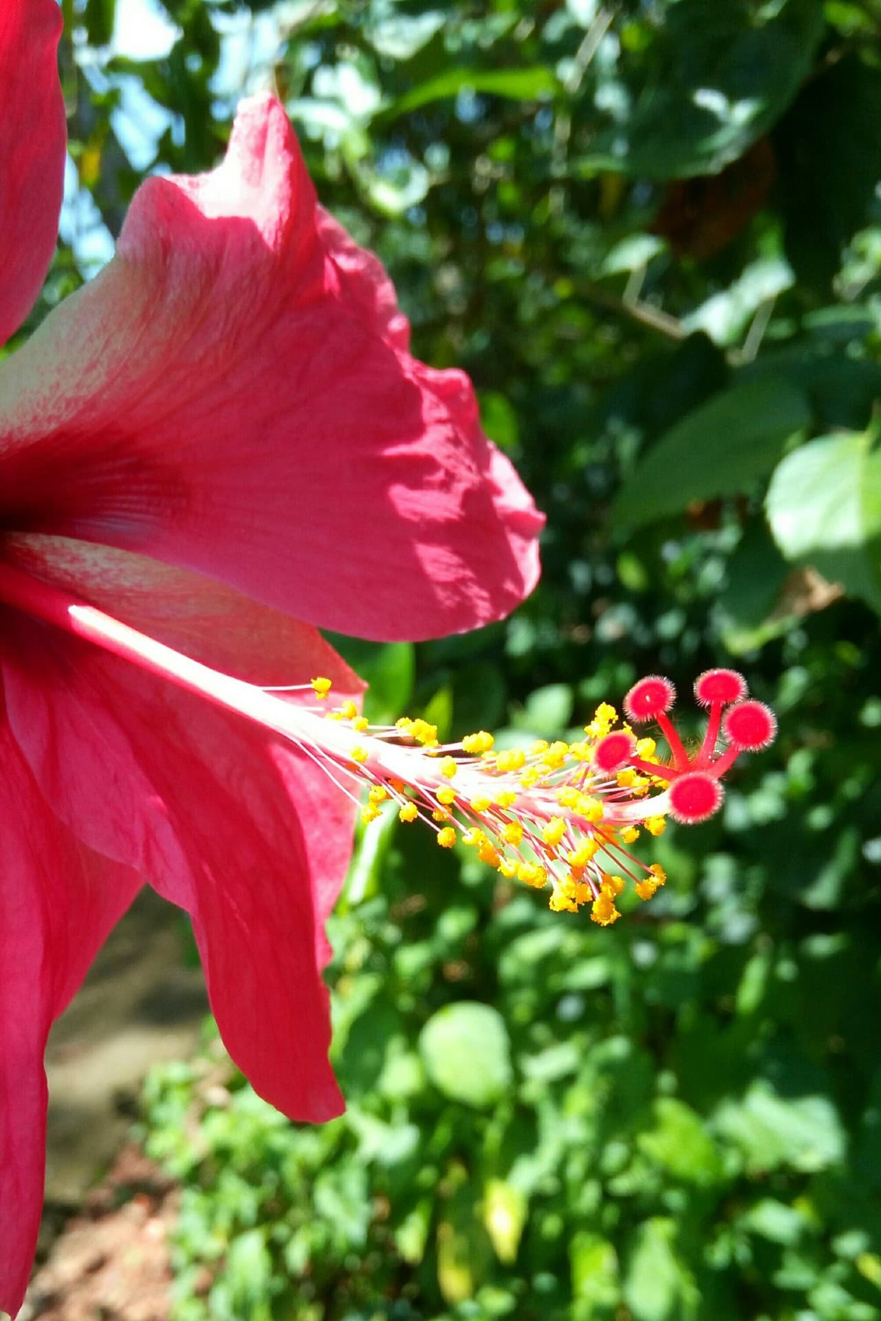 Hibiscus