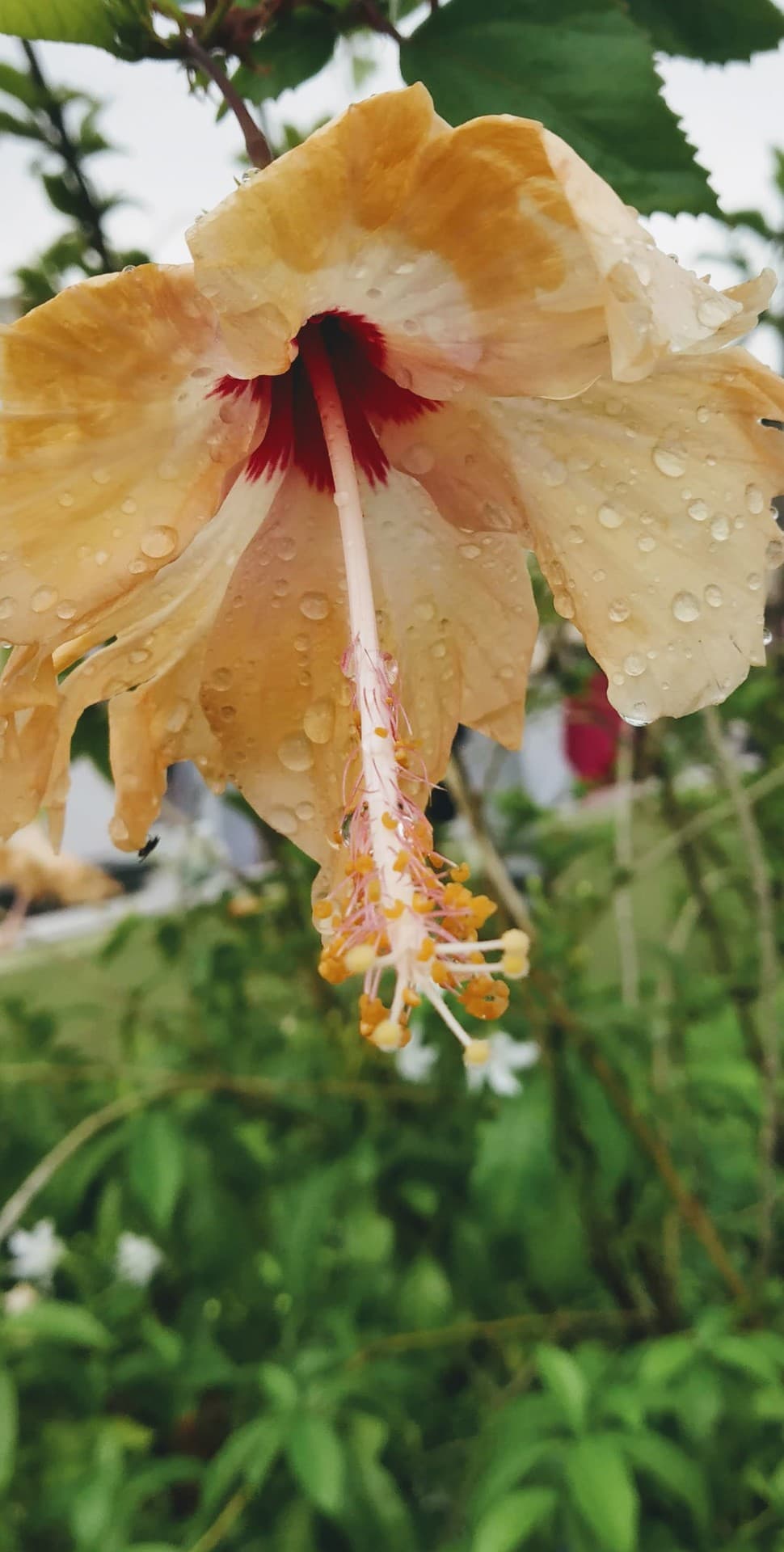 flowery