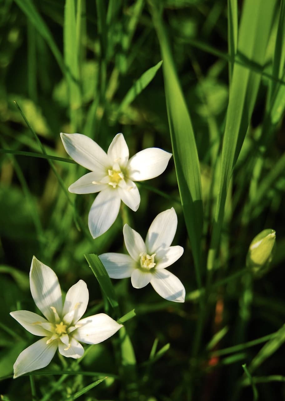 Wildflowers
