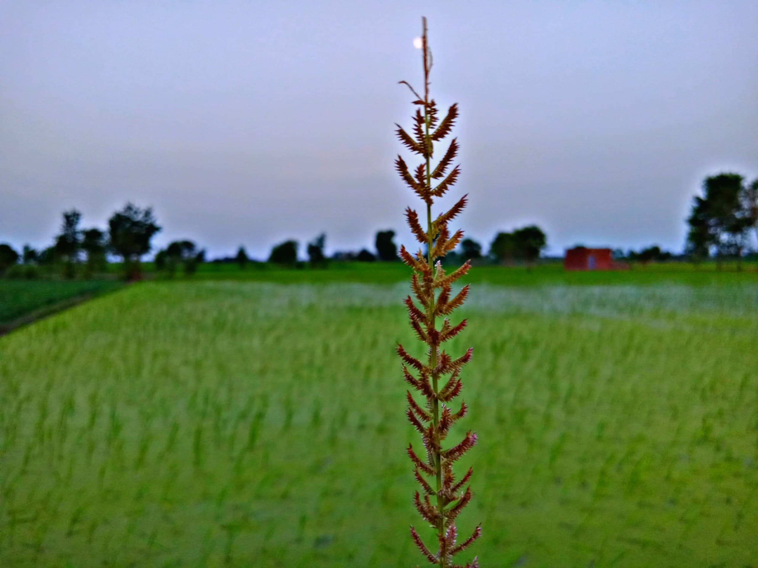 Green Fields