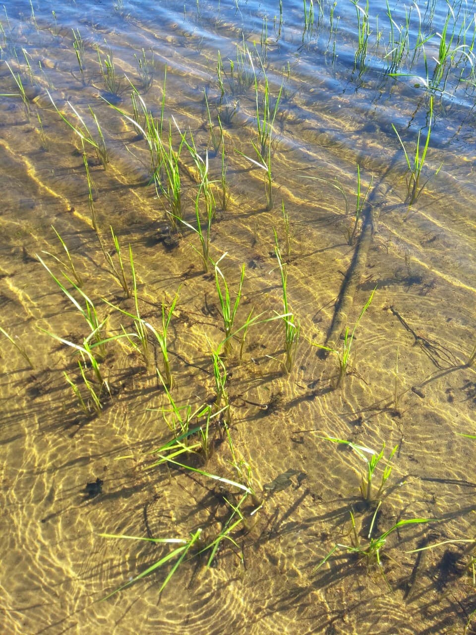 Lake Kamaniskeg, Barry's Bay, Ontario