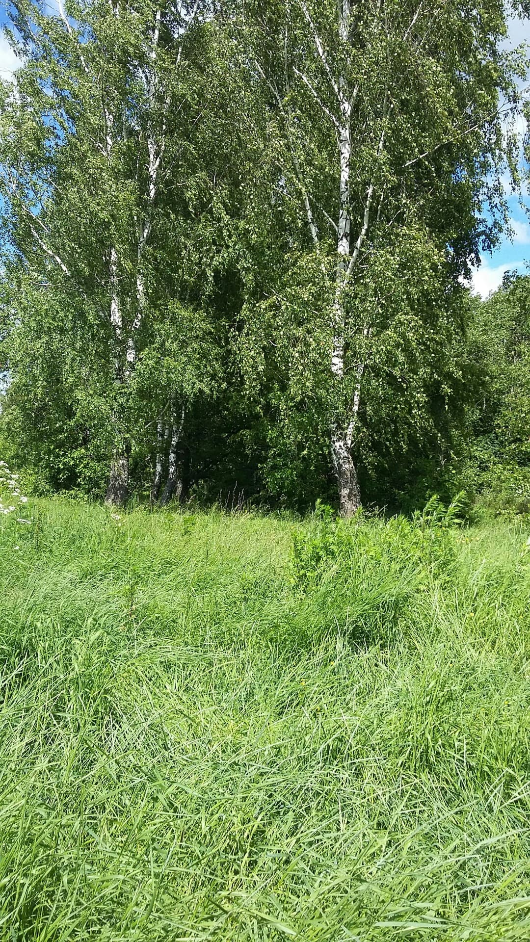Березки.. Красавицы)