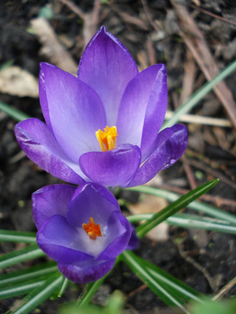 crocus
