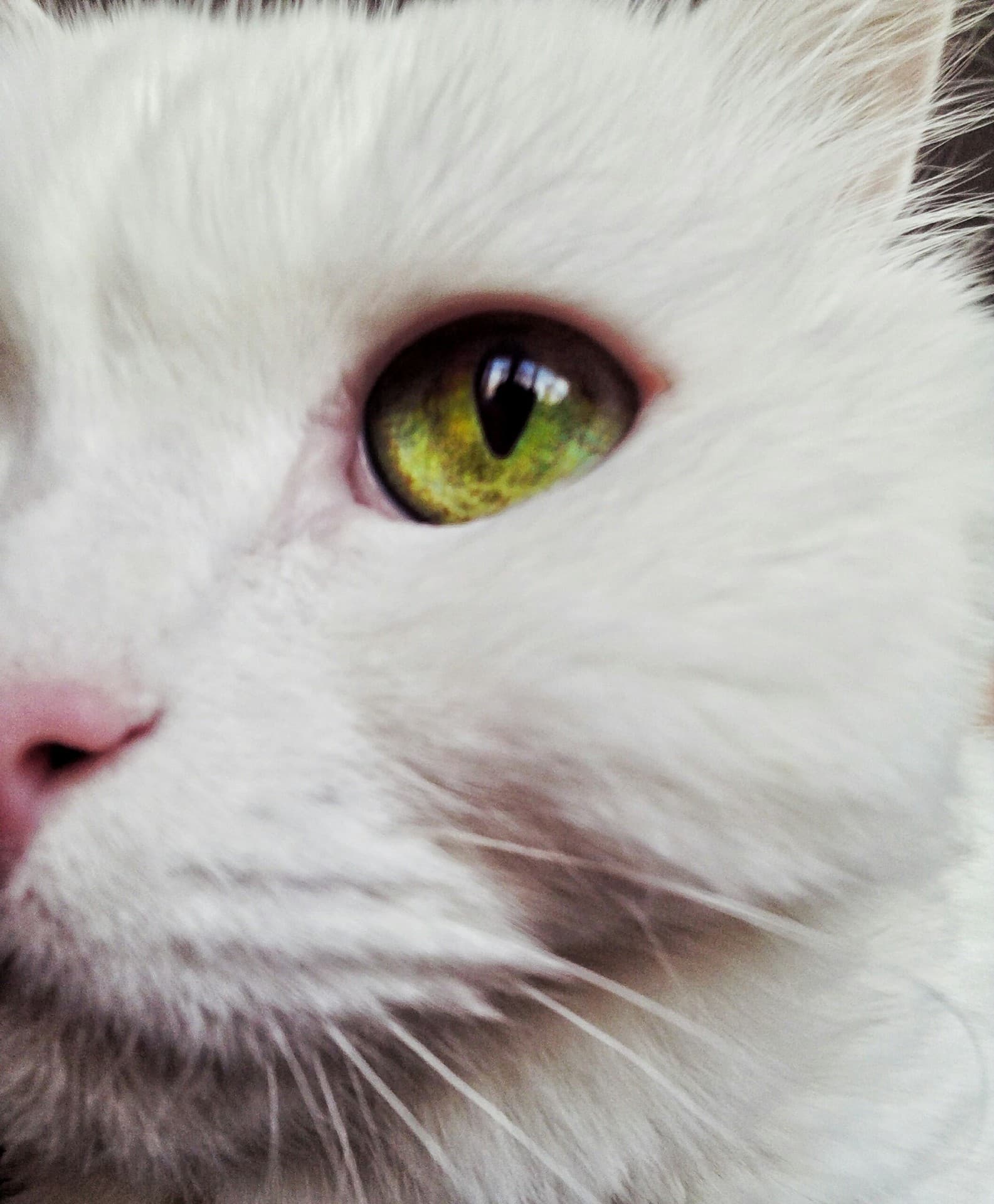котик