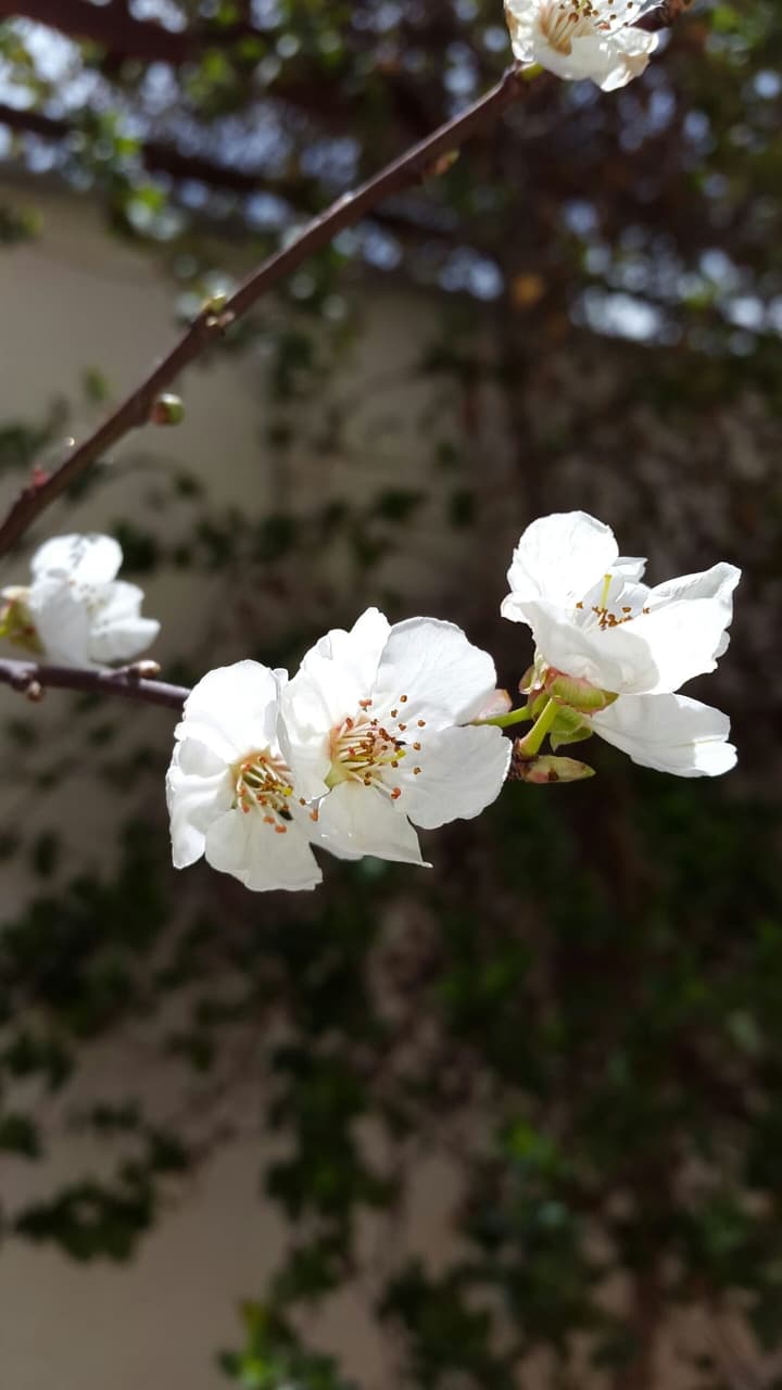 spring