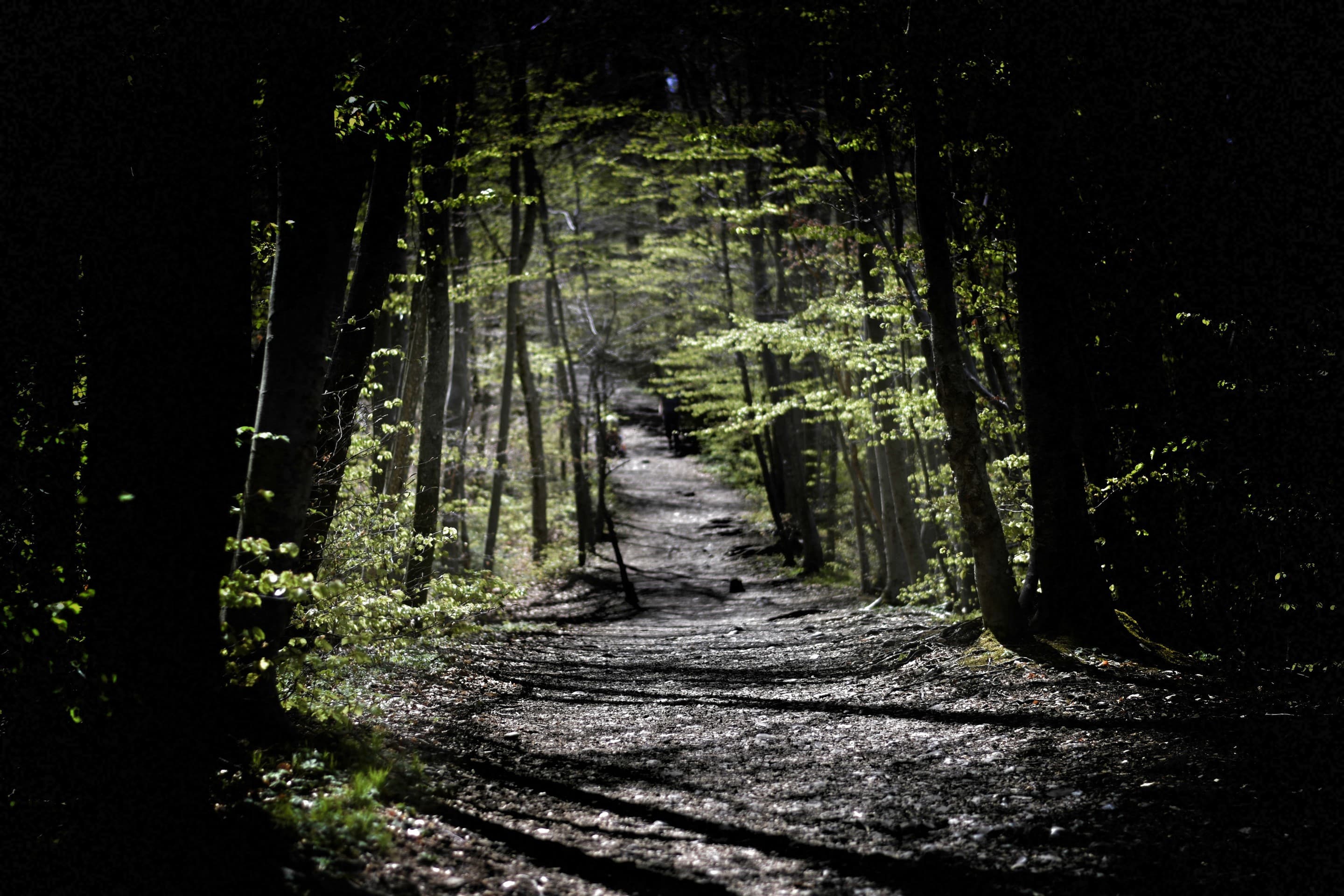 Forest Path