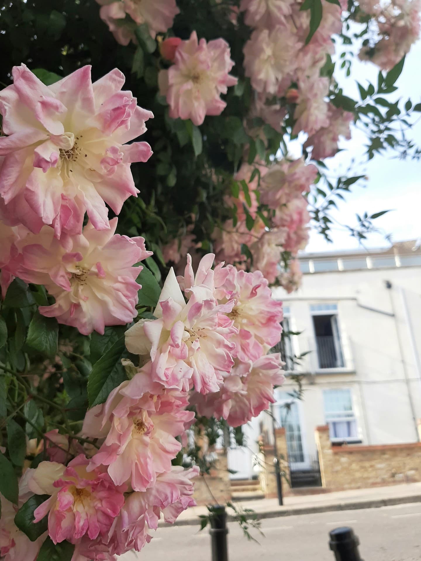 Stamford Hill ❤️
