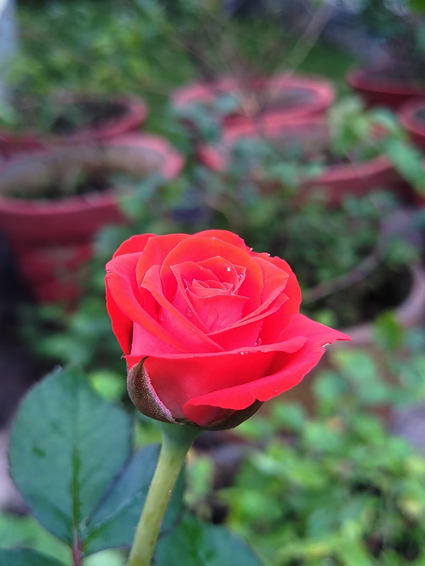 Red rose