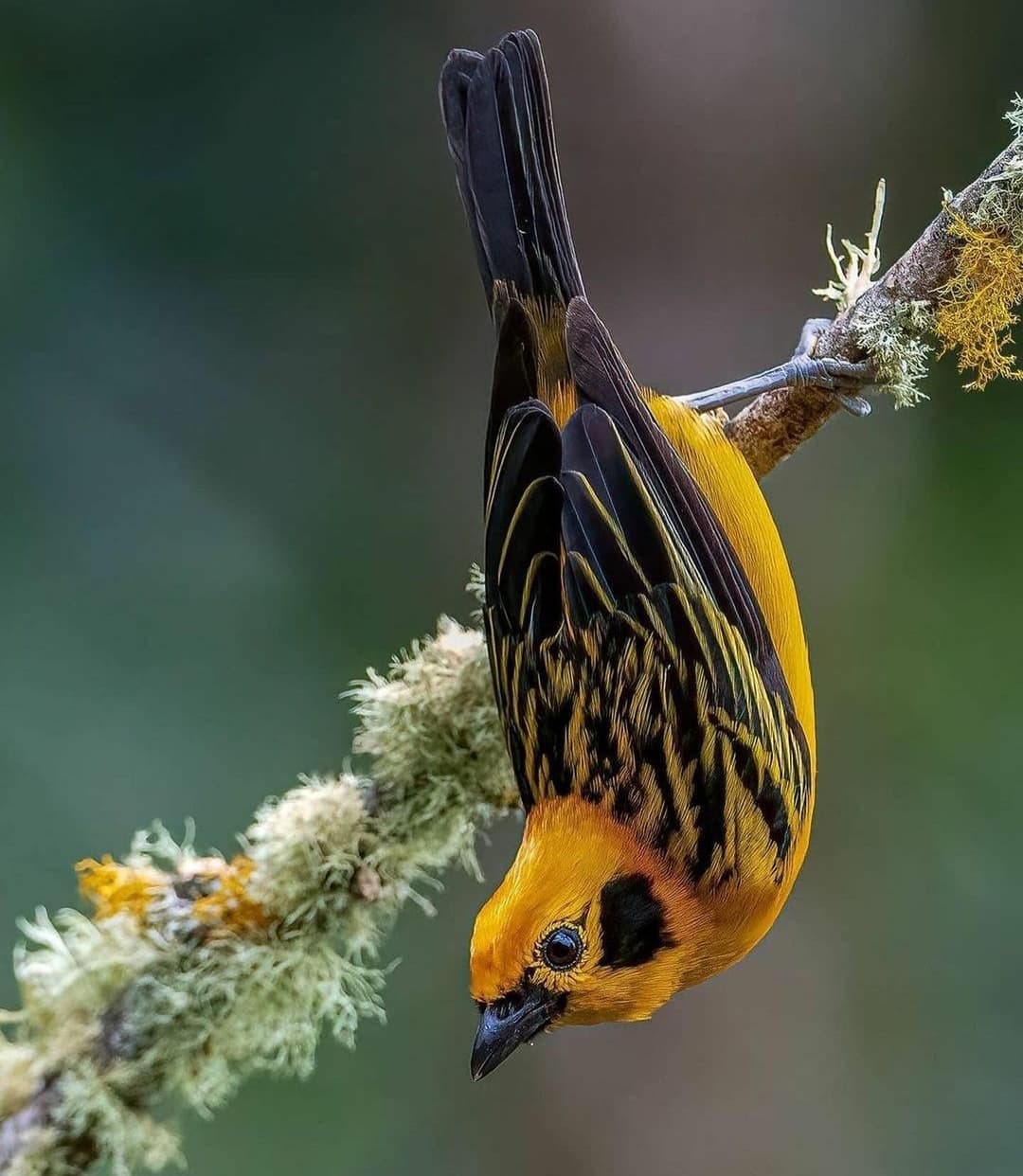 bird