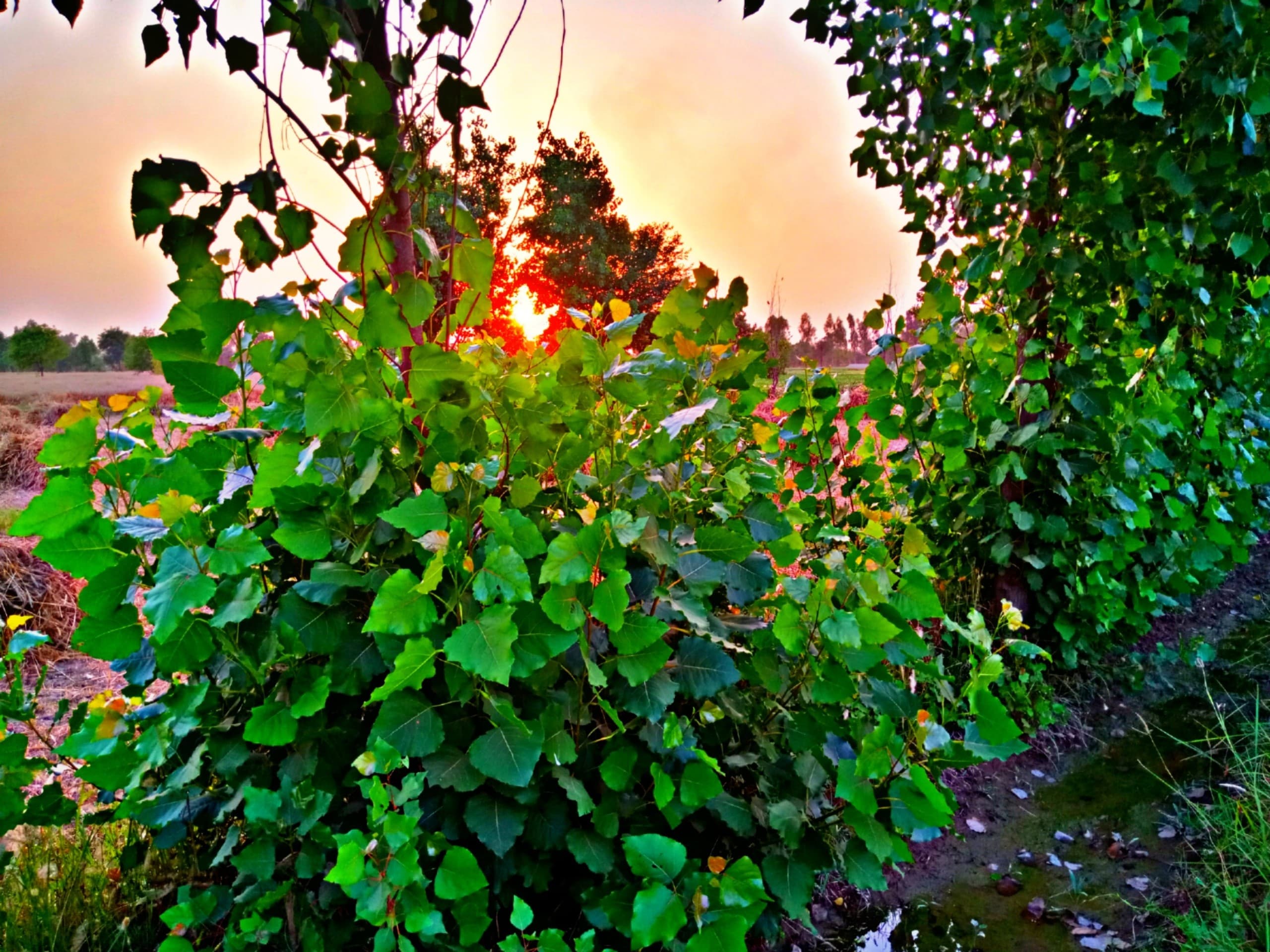 Sunset