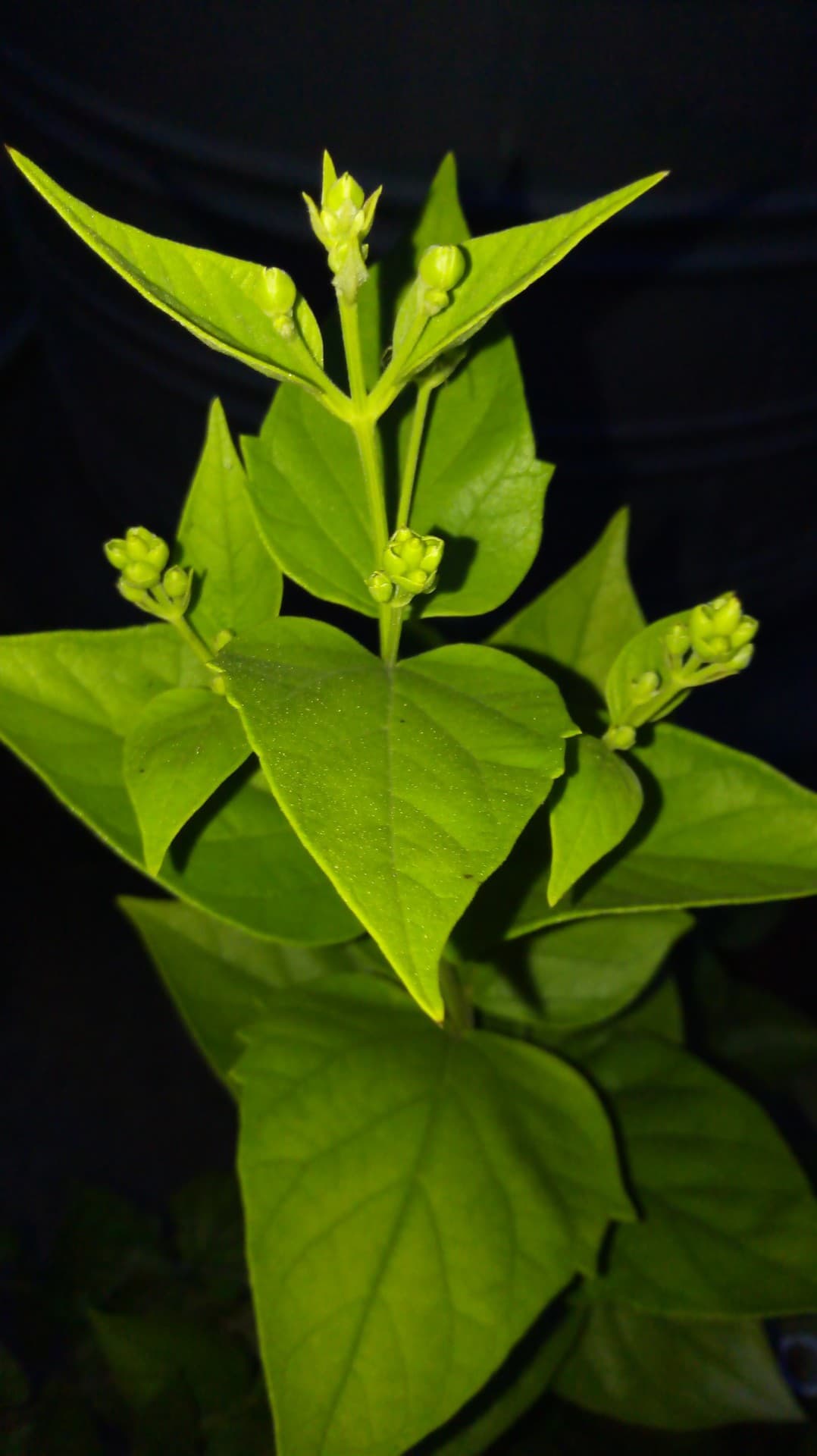 buds