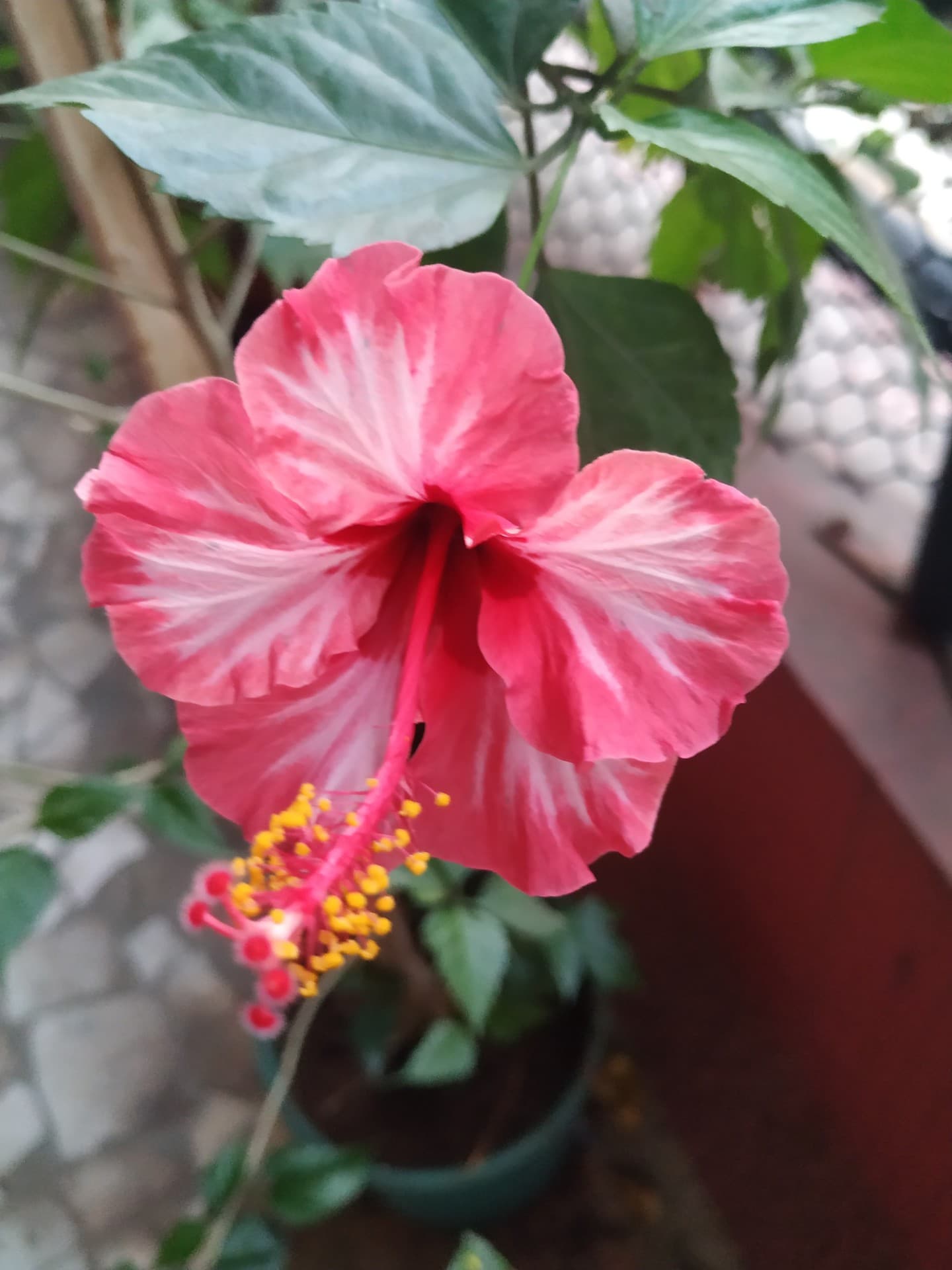 hibiscus