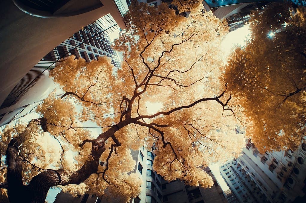 autumn