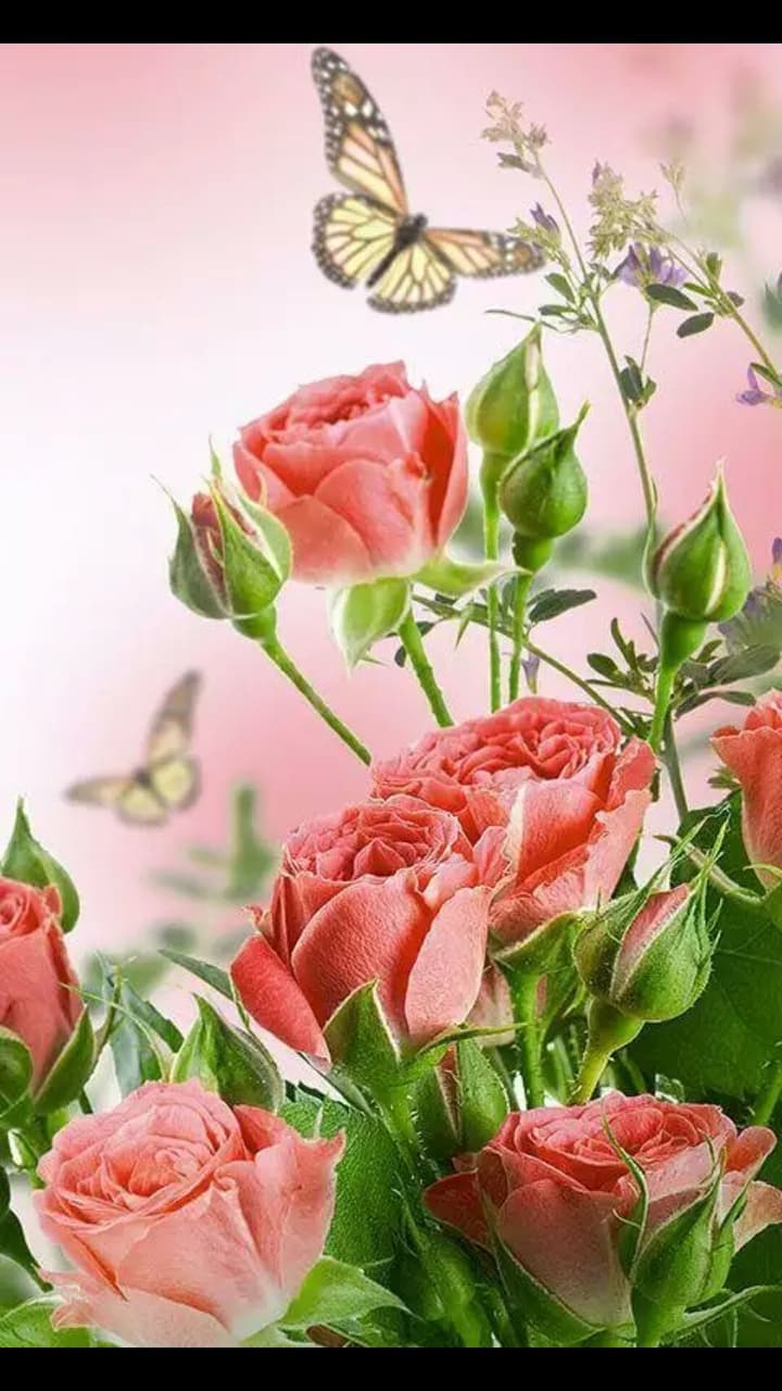 roses