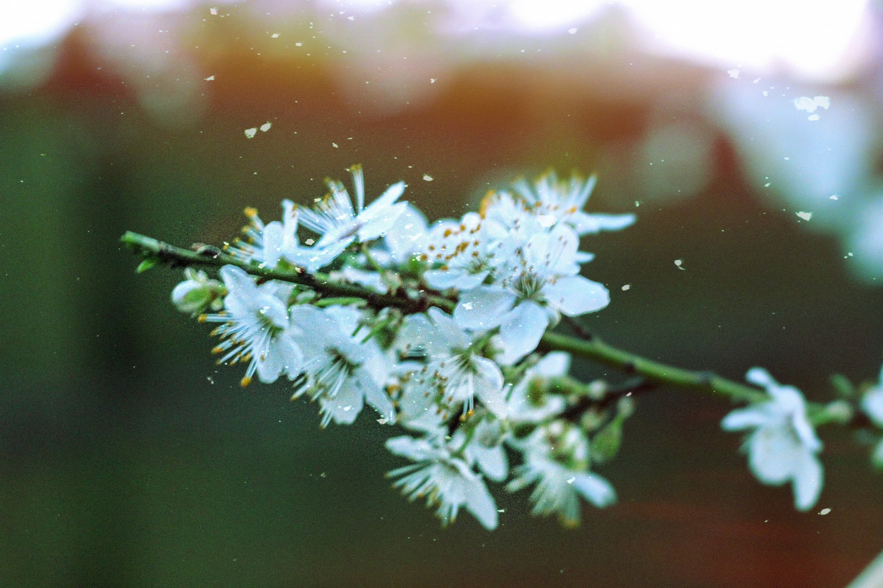 spring has come