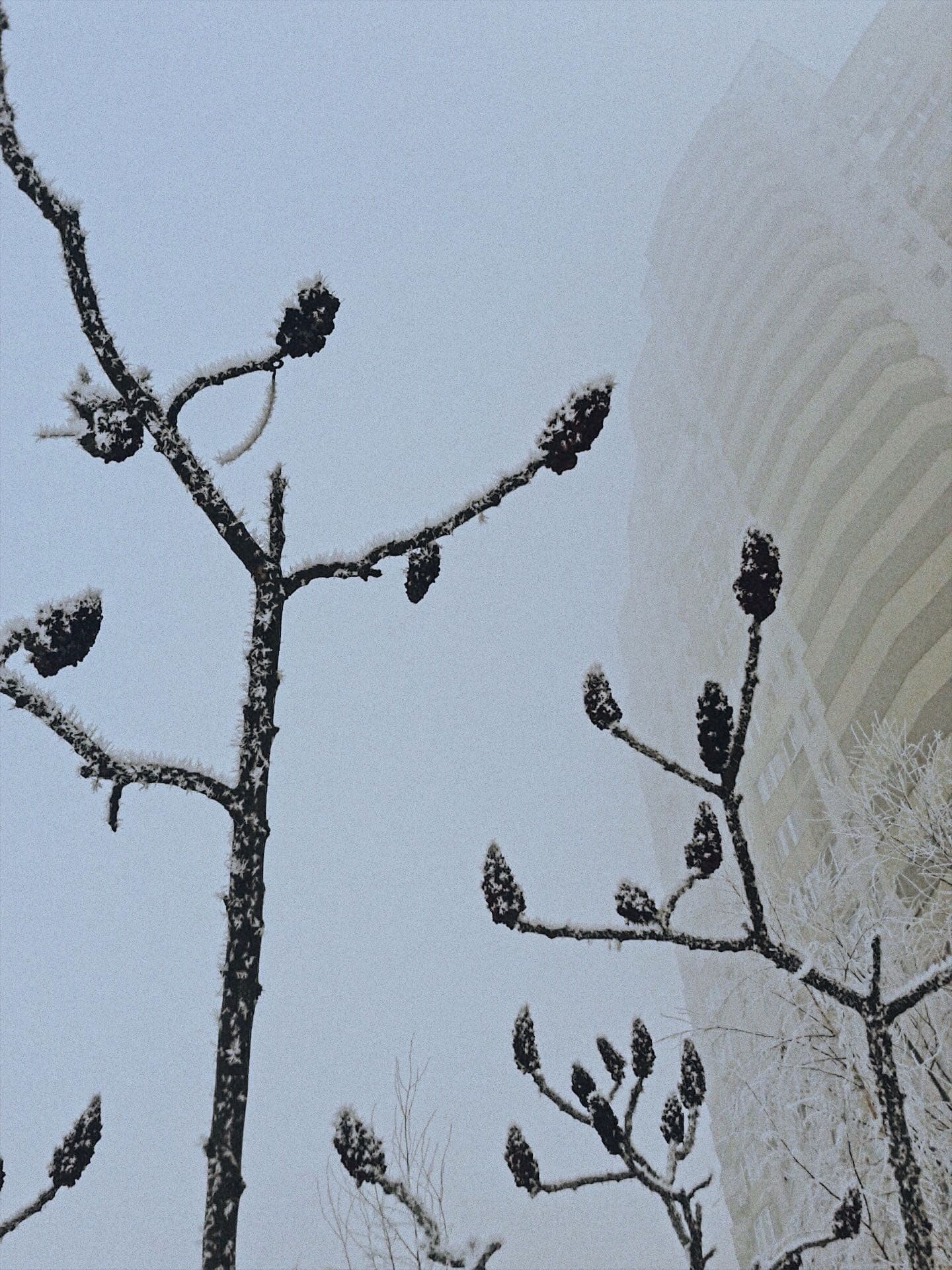 winter