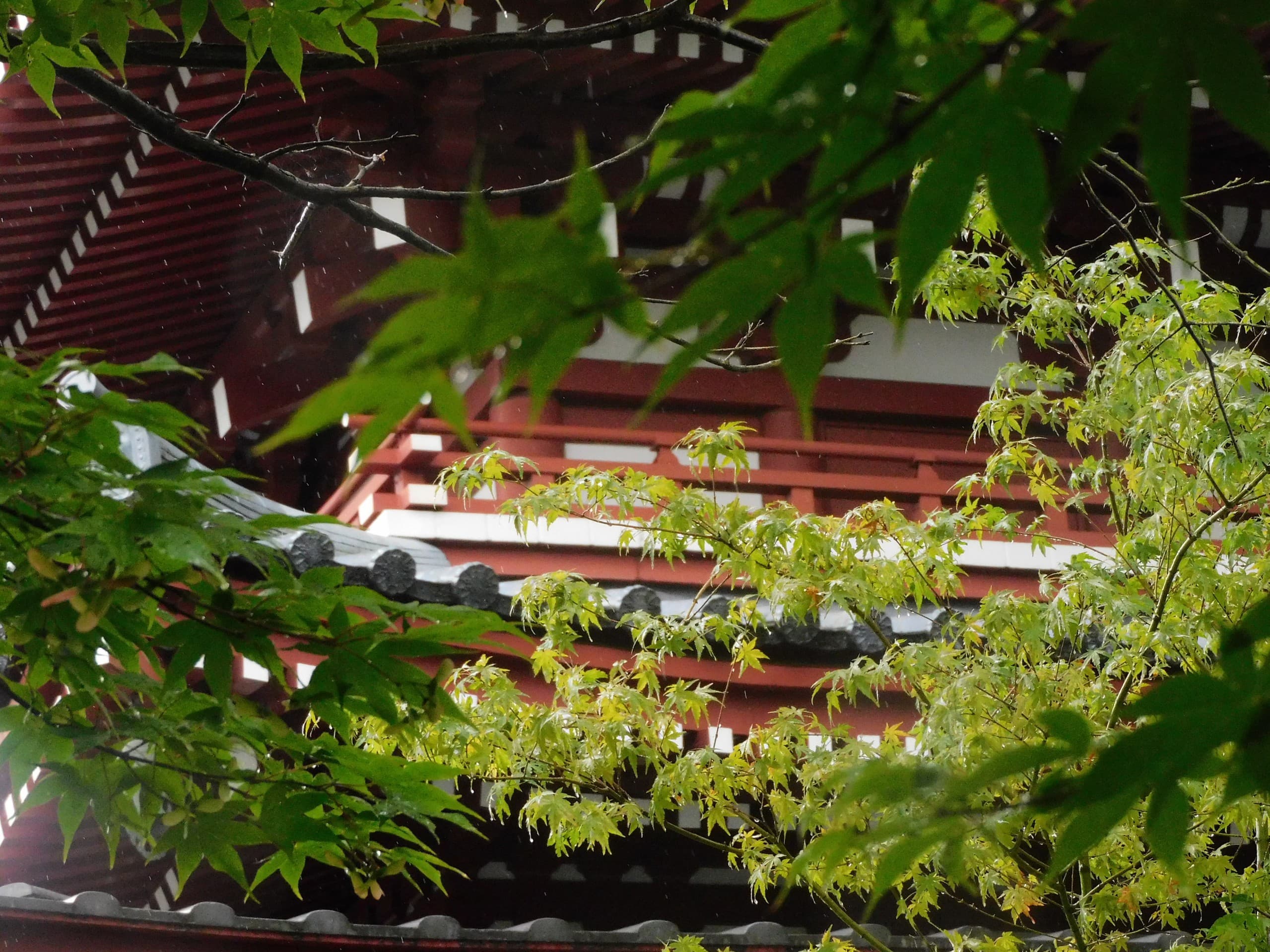 Fresh green leaves