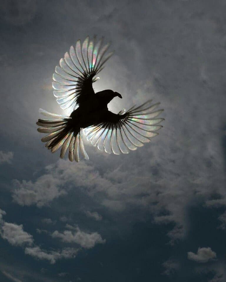 х