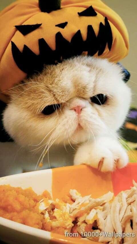 fanny cat