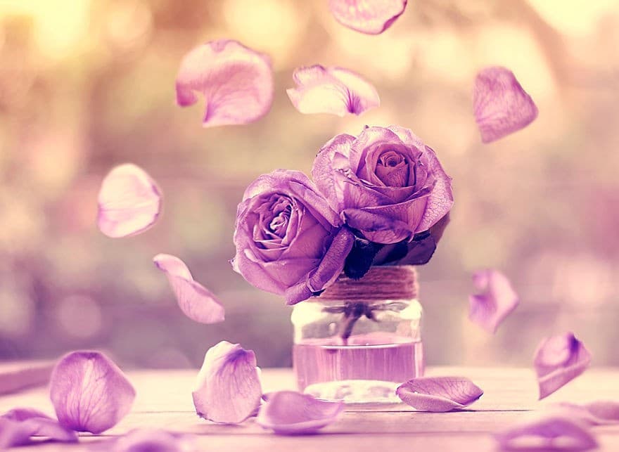 rose
