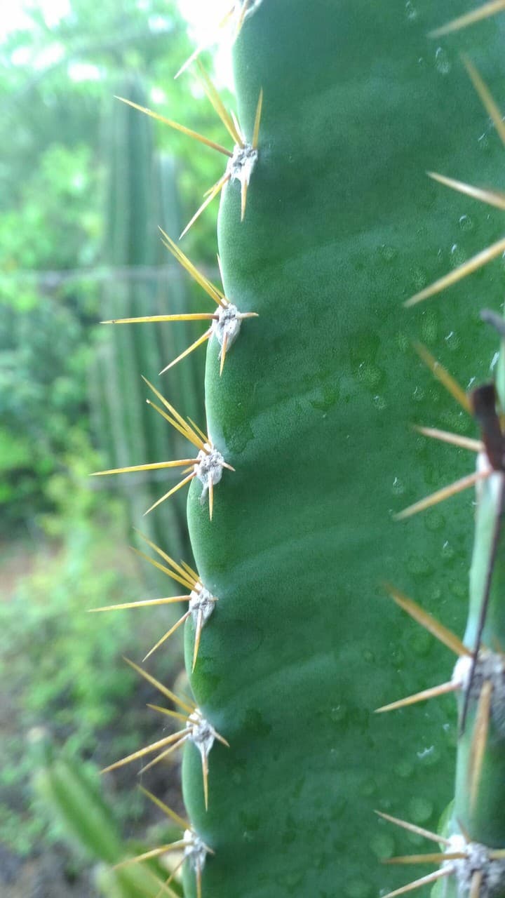 natural