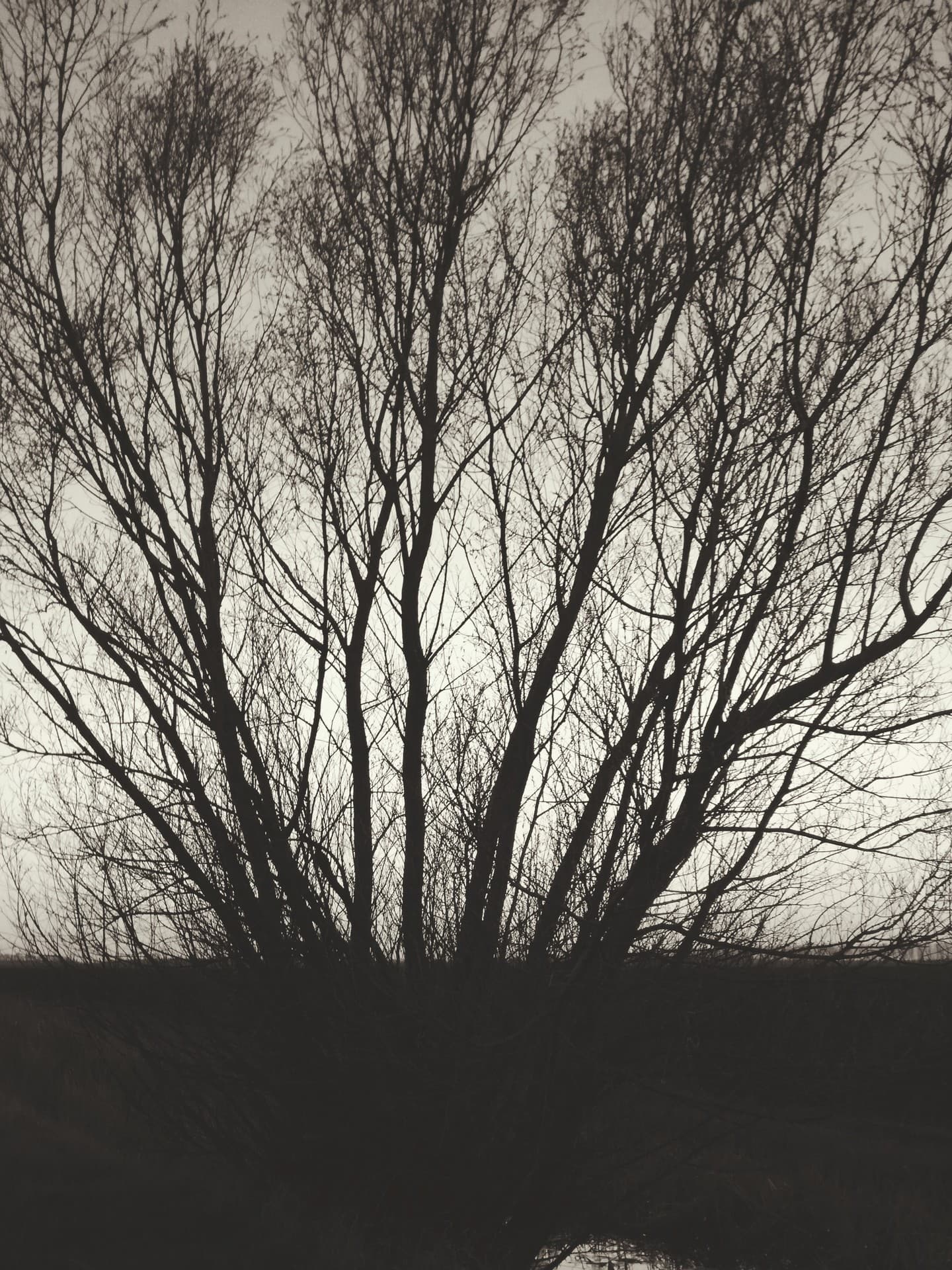 tree