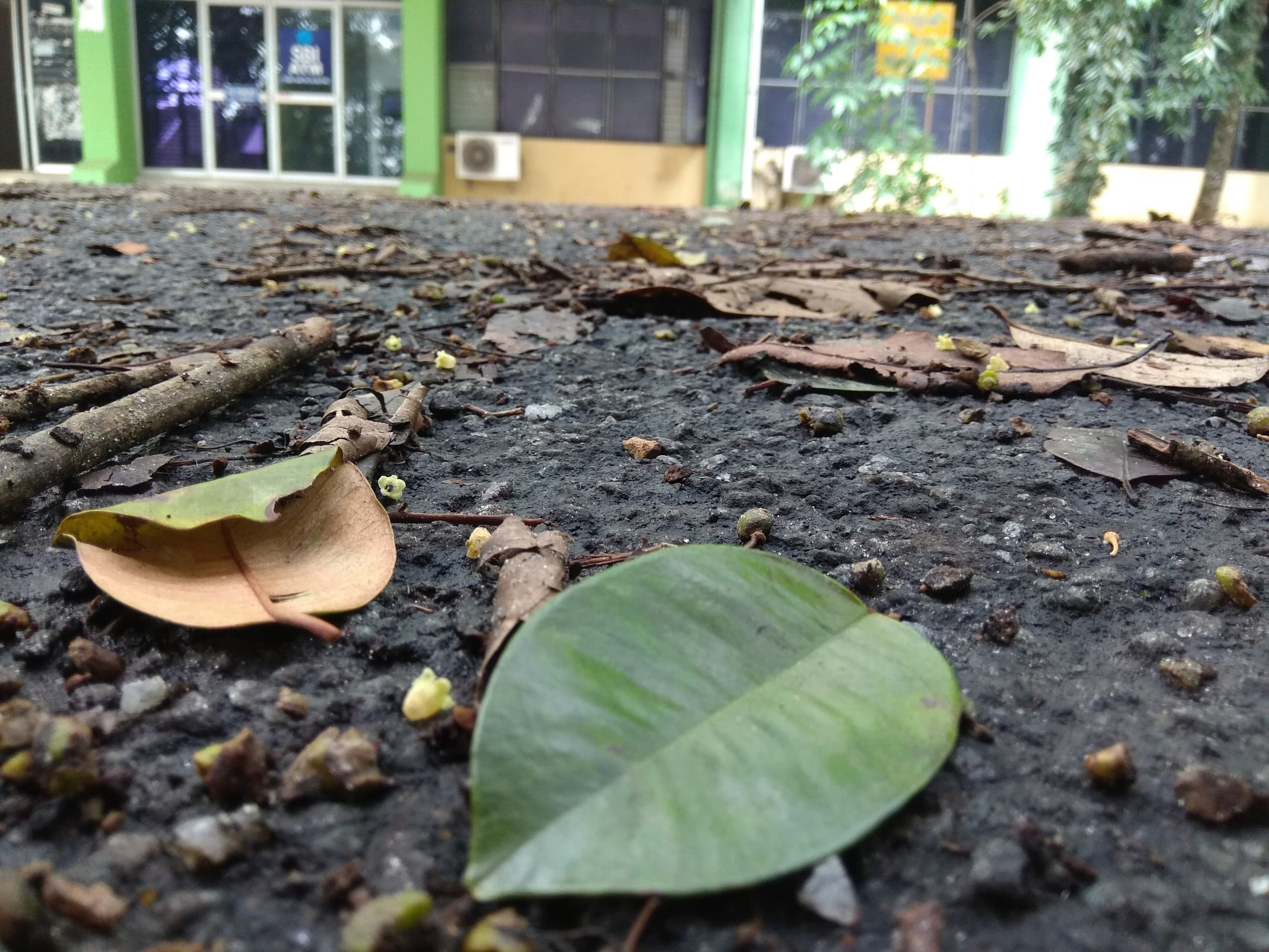 fallen
