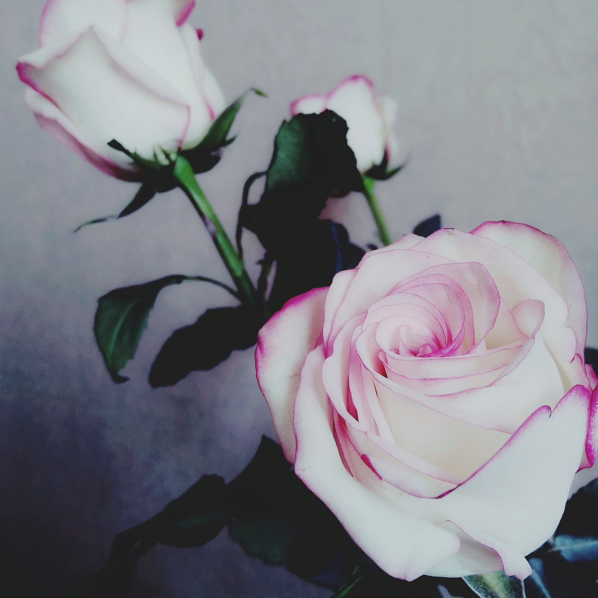 rose