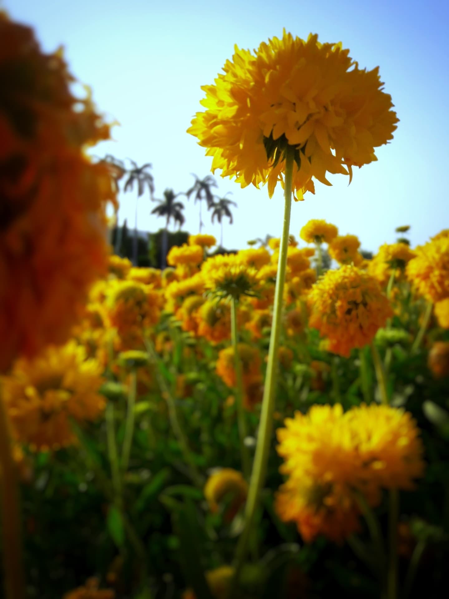 g m