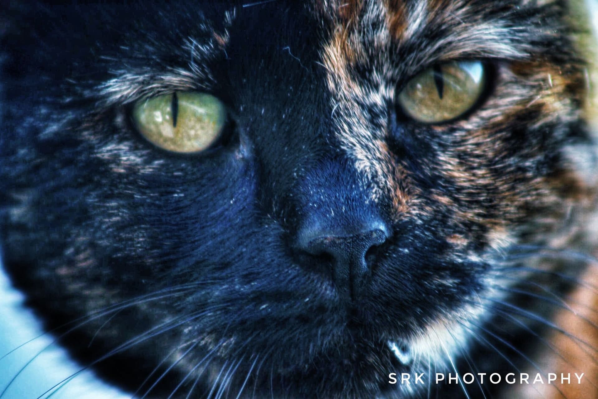 wild cat