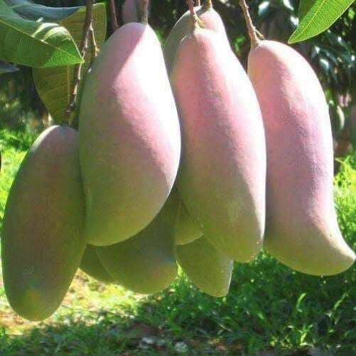 fruit