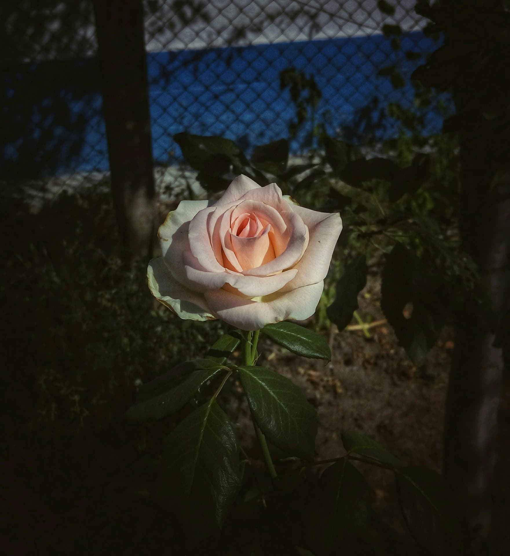 Роза