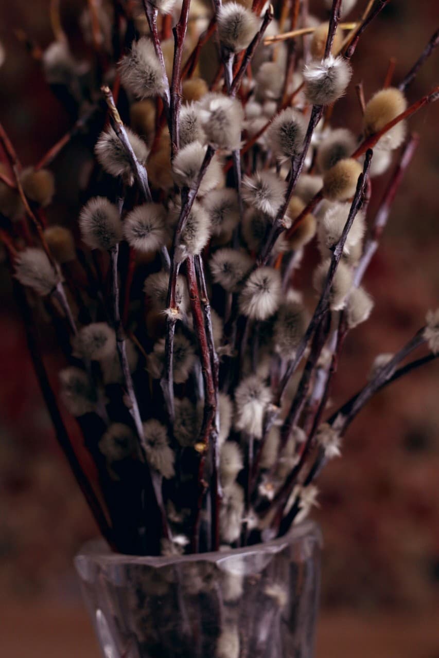 pussy-willow