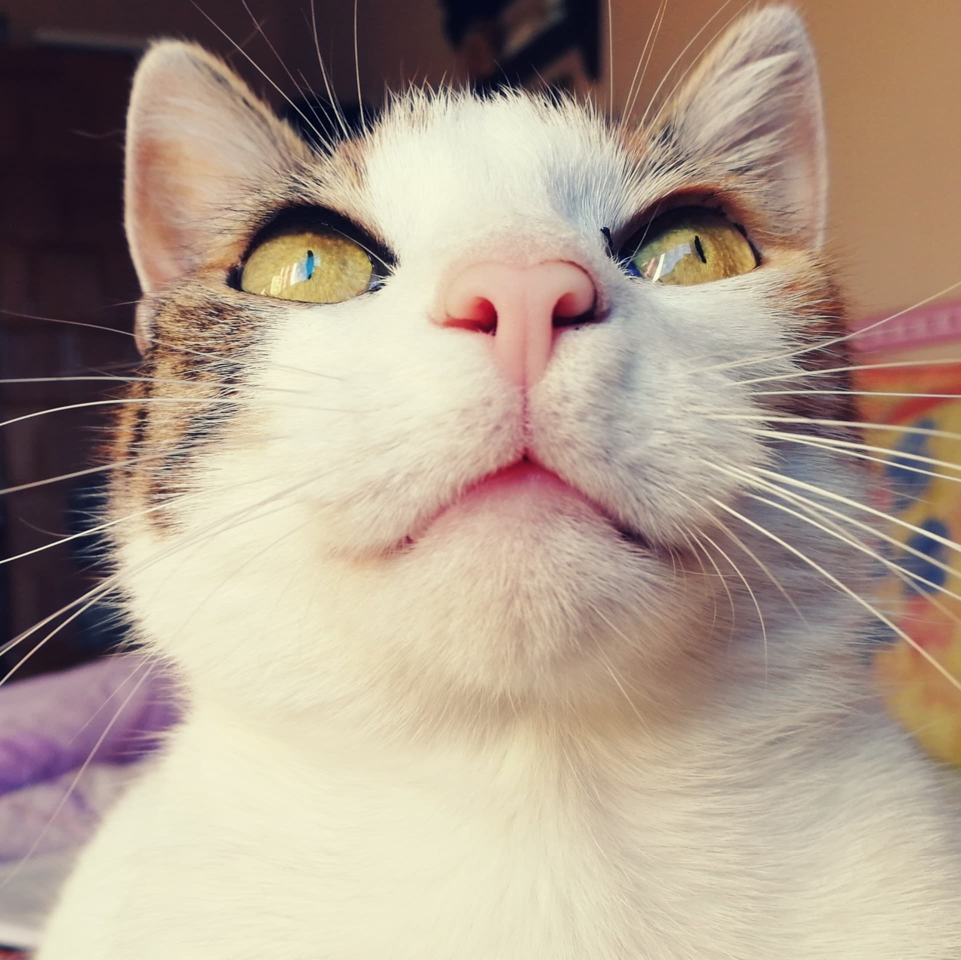 beautiful cat