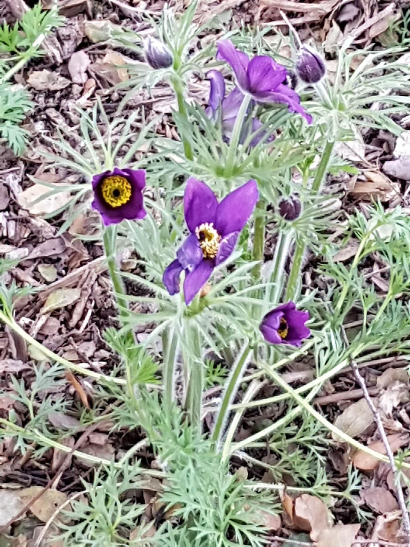 fleurs de printemps