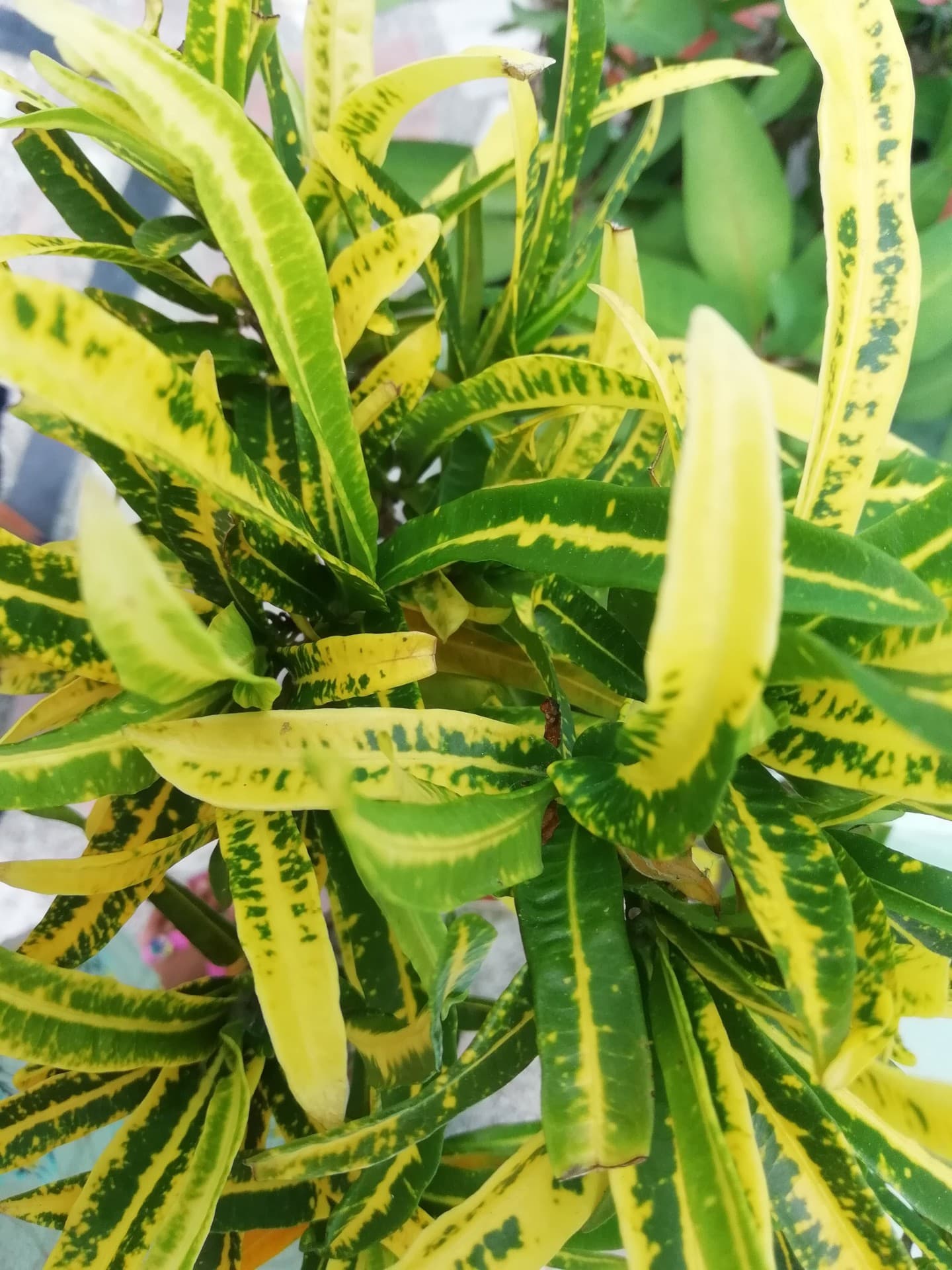 leaf