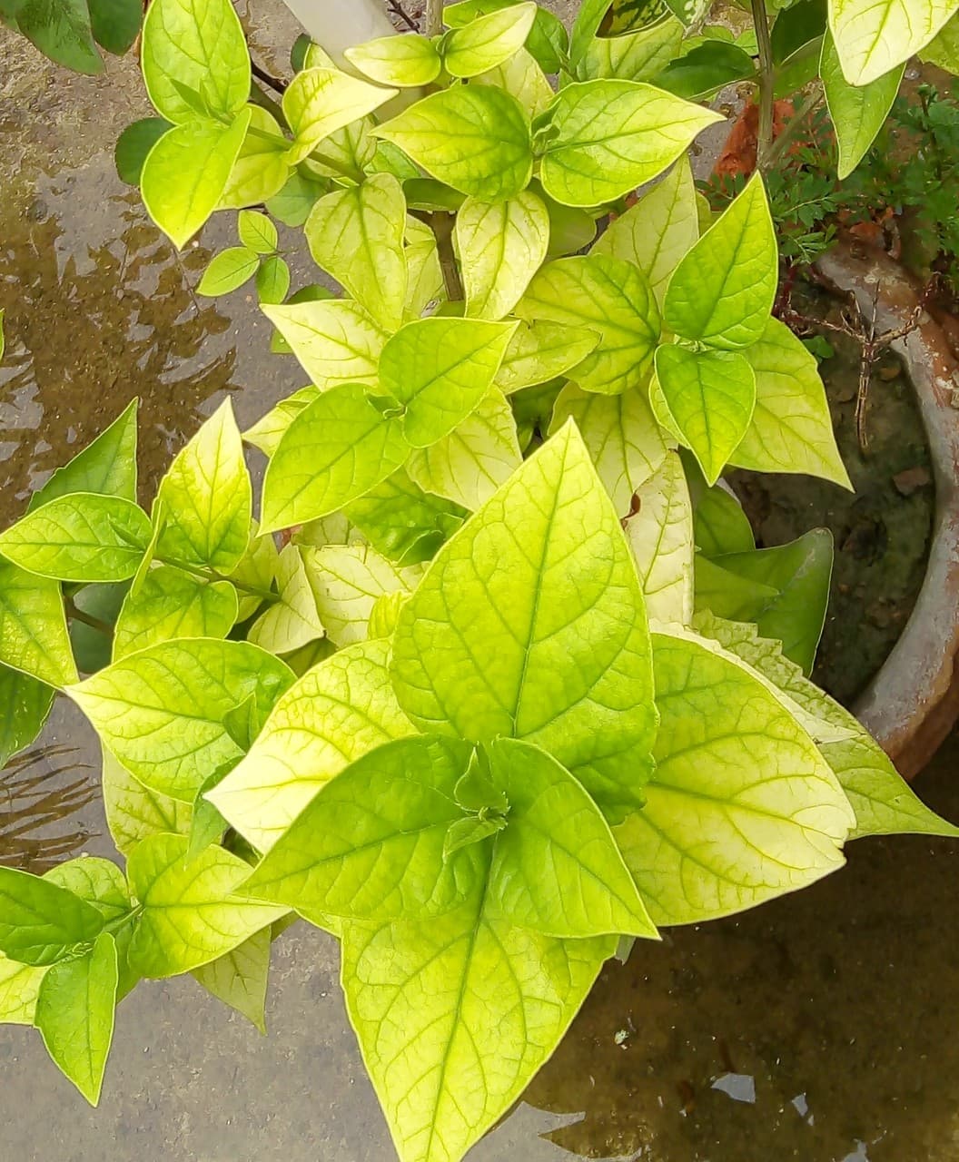 leaf