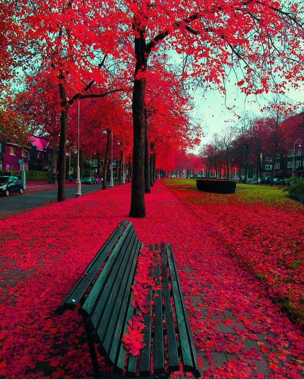 dream