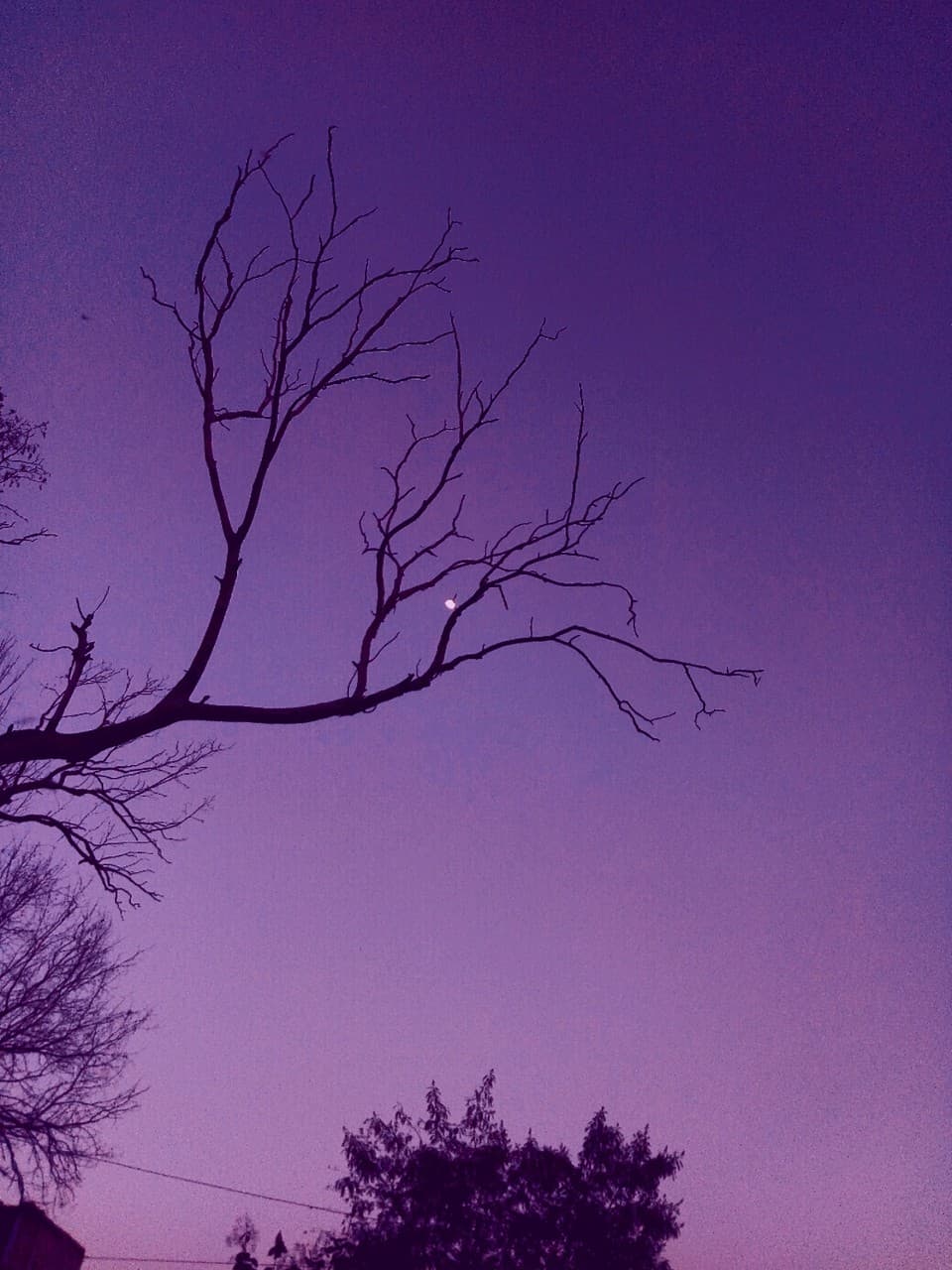 tree