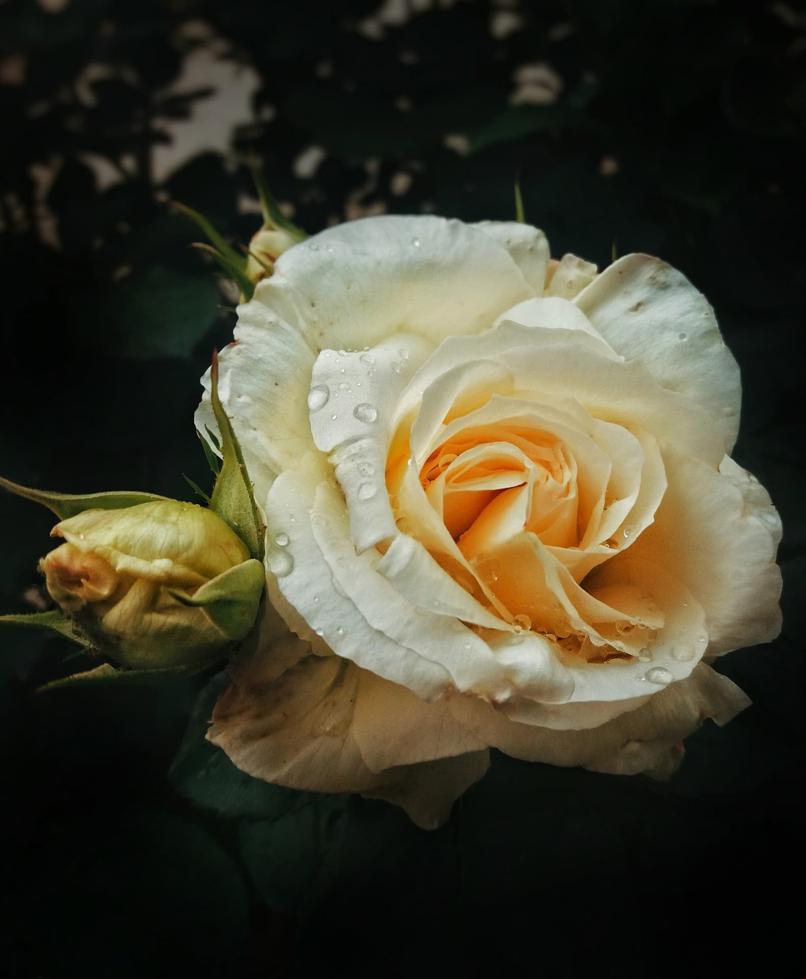 Rose in the rain
