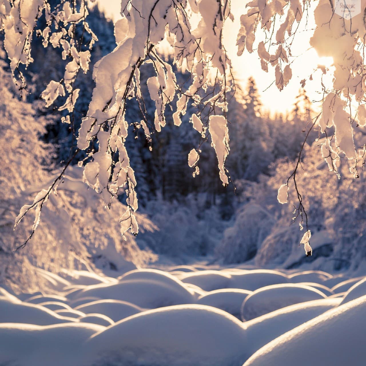 frosty morning