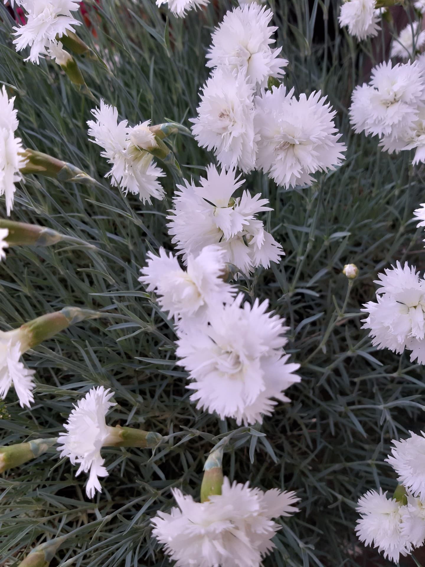 fleurs